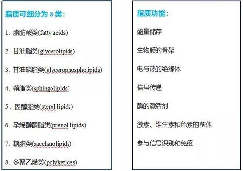 探索敢探号供应商的奥秘敢探号供应商代码